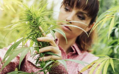 Cannabis and Your Immune System