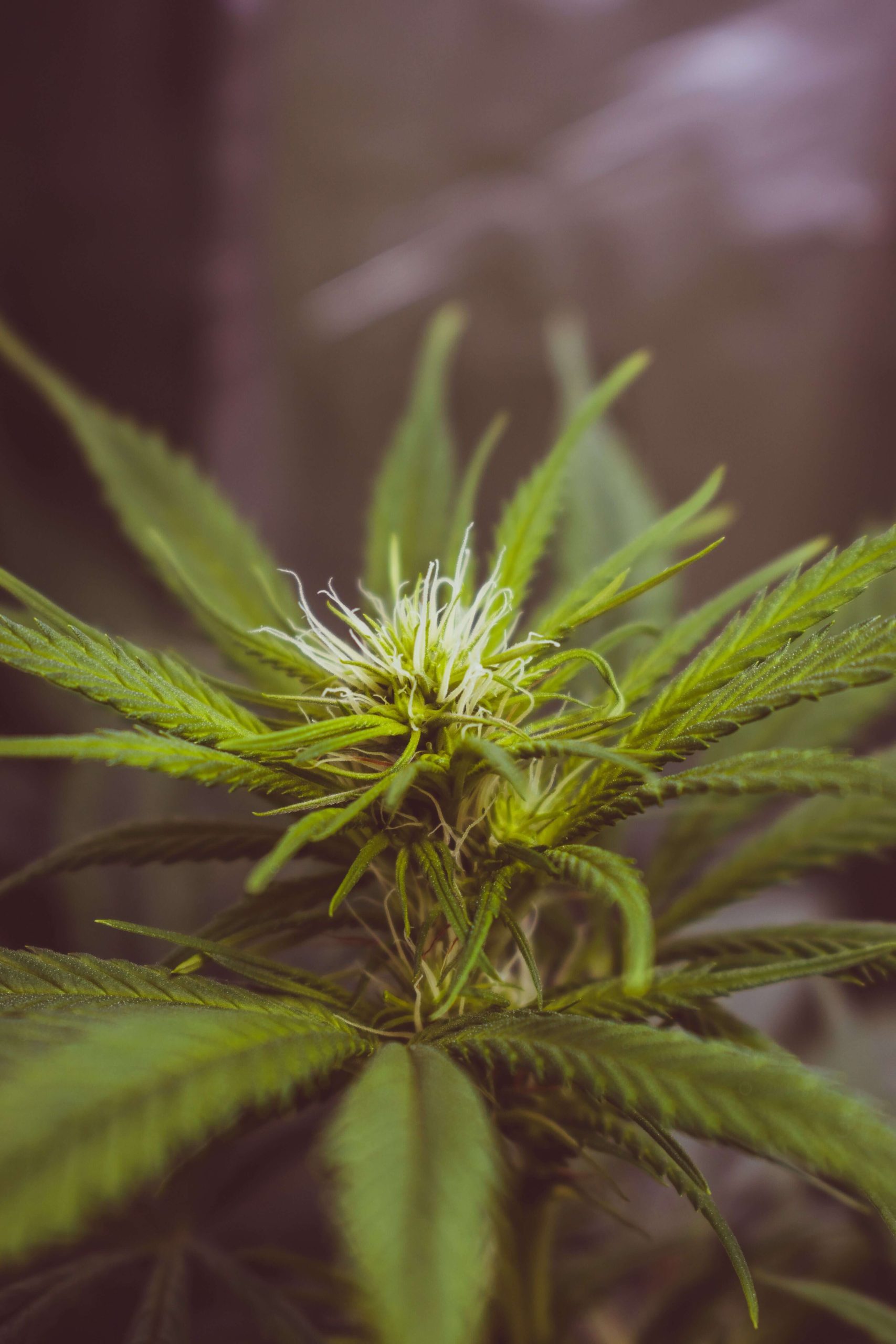 MMJ Strains For Treating Anxiety