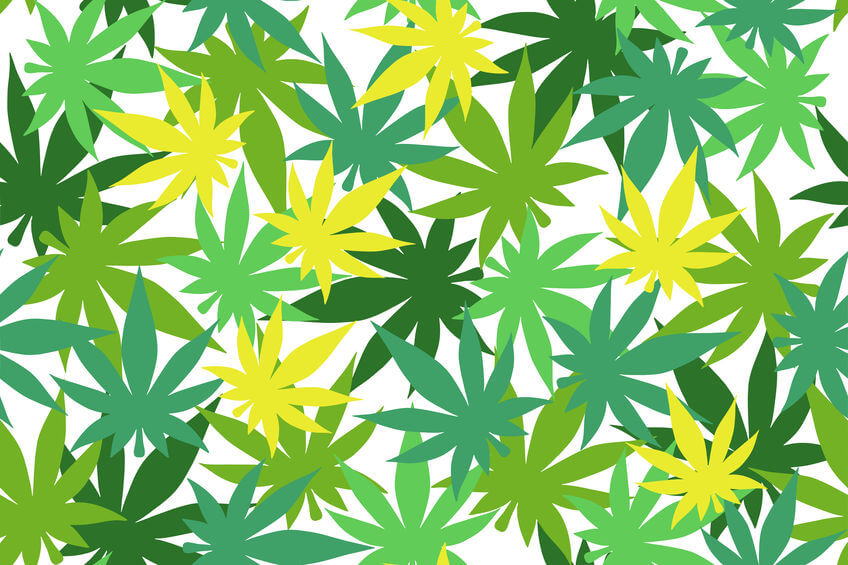 Beginner’s Guide to Marijuana Strains