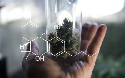 Understanding Available Marijuana Hybrid Strains