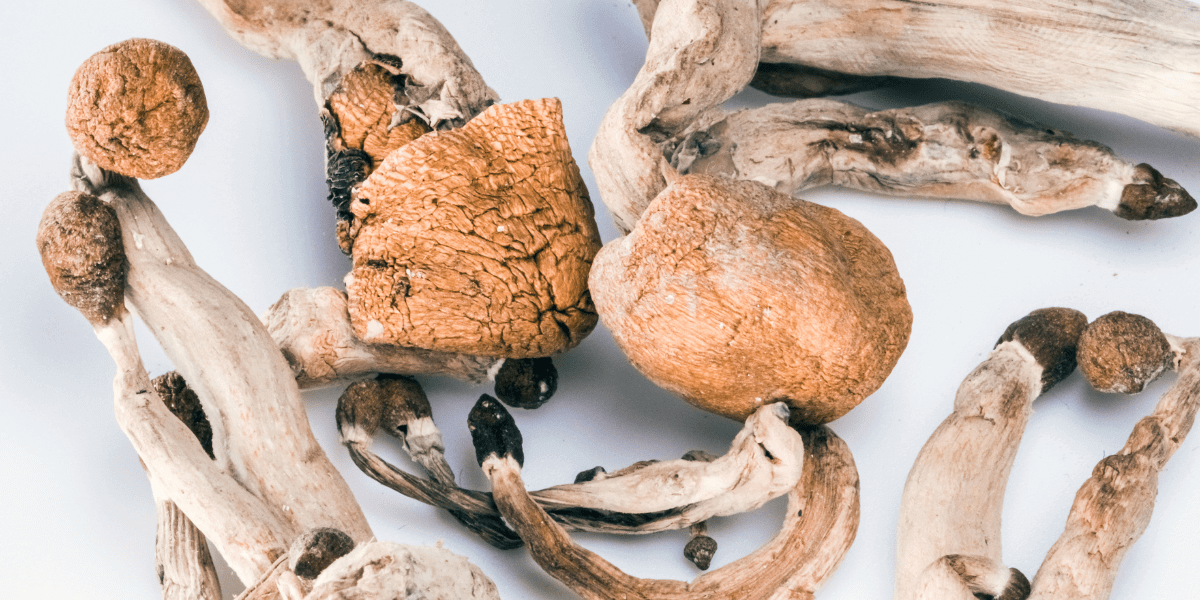 mushroom legality massachusetts