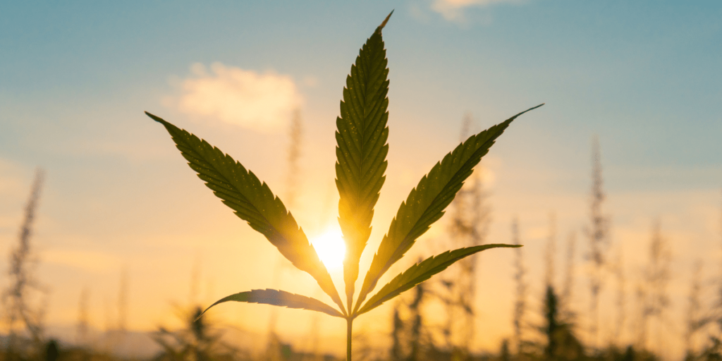 medical marijuana doctor near me