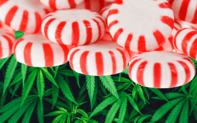 Must Try Mint Medical Cannabis Strains