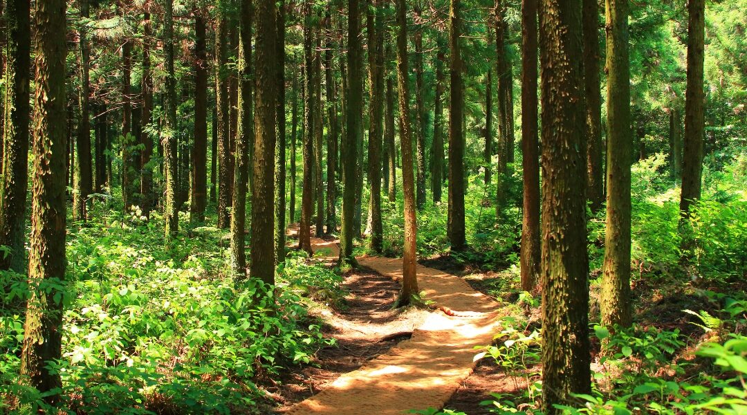 Top 10 Chill Things To Do in Pittsfield – A Cannabis-Friendly Itinerary