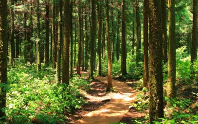 Top 10 Chill Things To Do in Pittsfield – A Cannabis-Friendly Itinerary